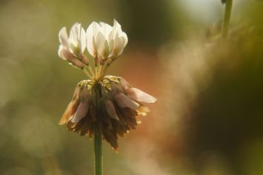 Trifolium repens
