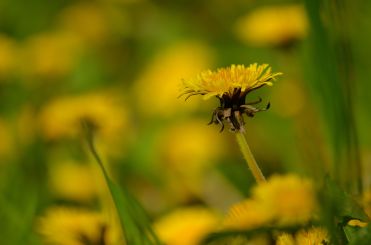 Dandelion3