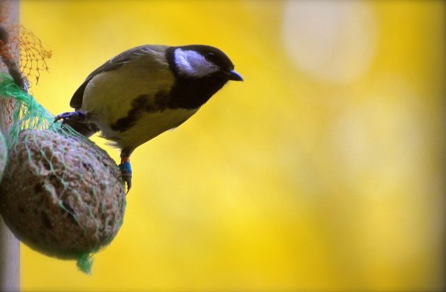 Great tit