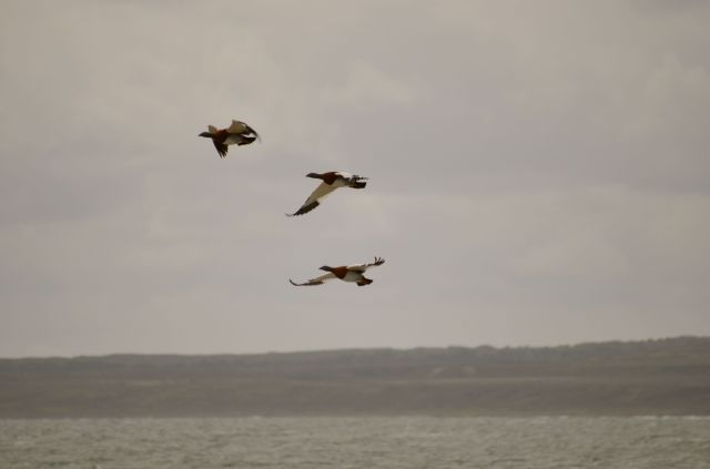 The other side - geese