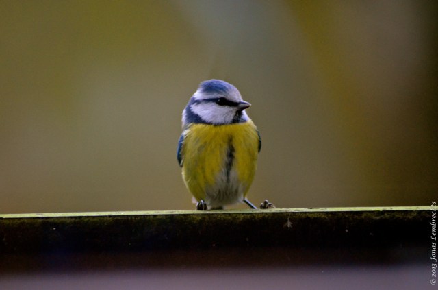 Blue tit