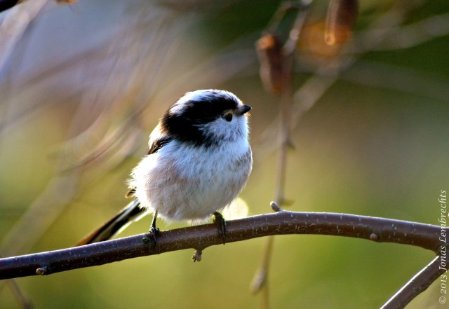 Long-tailed tit