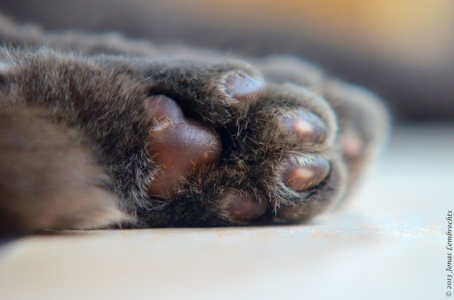 Paw