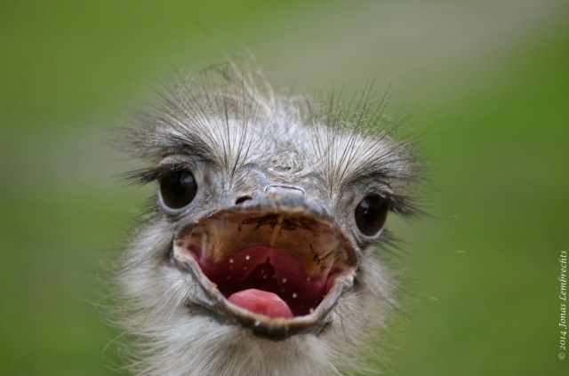 Happy ostrich