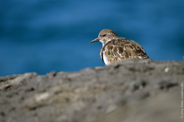 Turnstone