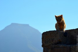 Mountain and cat