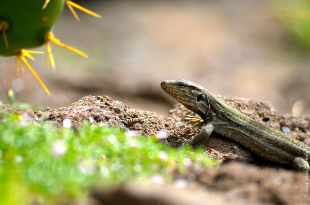 Tenerife lizard