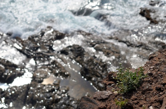 Plants surviving on the rocks