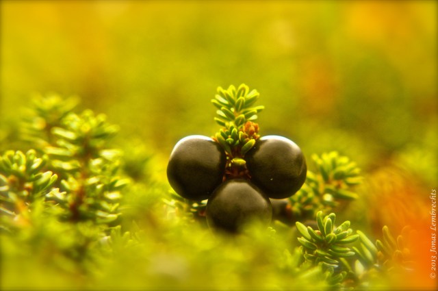 Crowberry - Empetrum nigrum