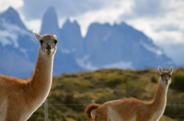 Guanaco4