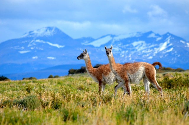 Guanaco5