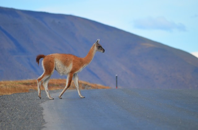 Guanaco crossing