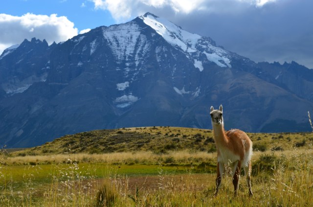 Guanaco9