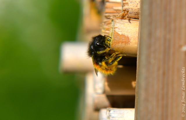 Bee