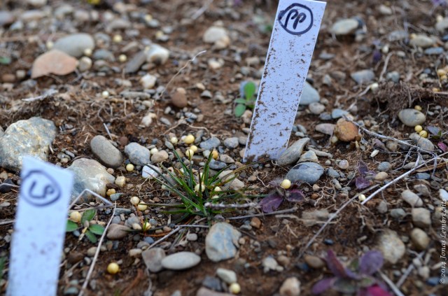 Germination in the disturbed plot