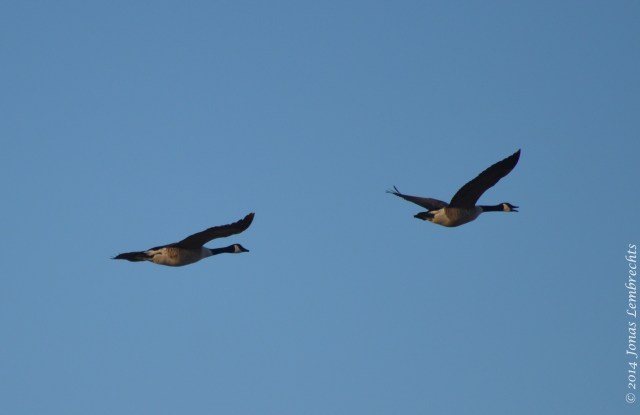 Canadian geese