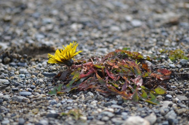 Taraxacum officinale