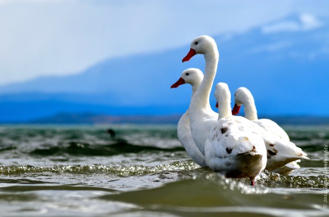 Puerto Natales goose