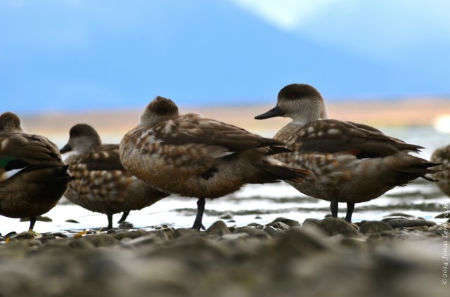 Puerto Natales duck
