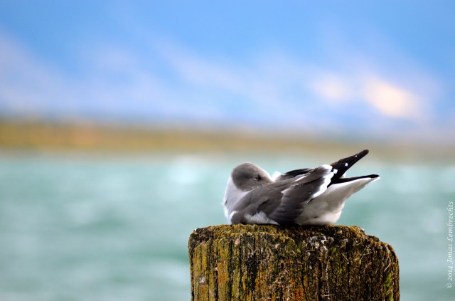 Puerto Natales gull