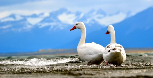 Puerto Natales geese