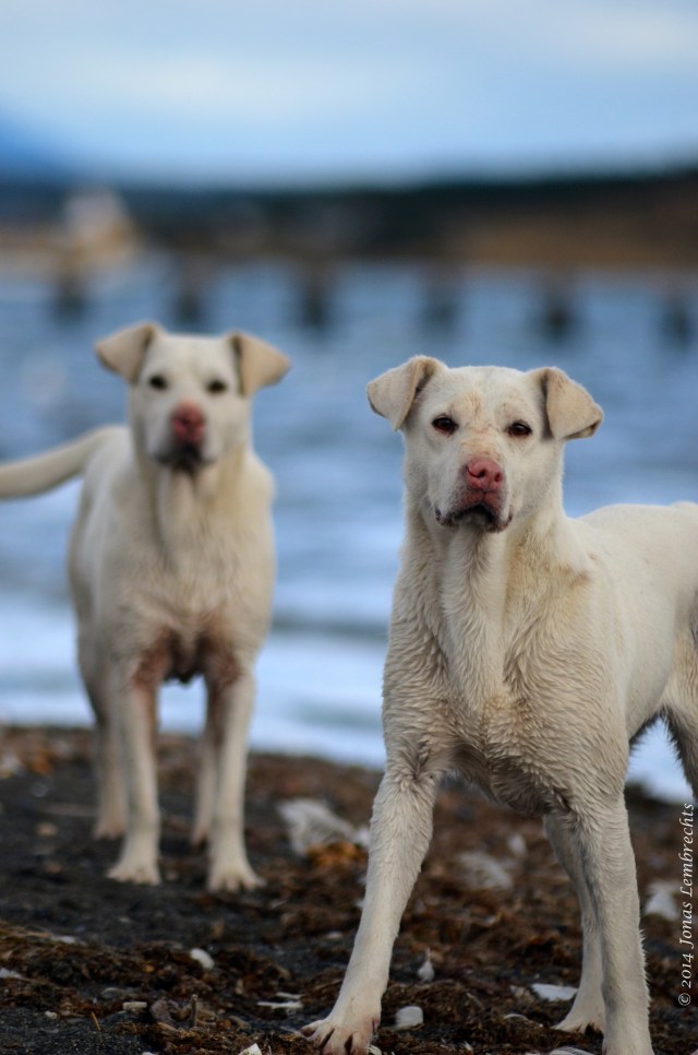 Puerto Natales dog