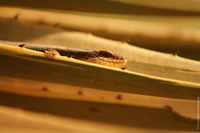 Lizard in agave