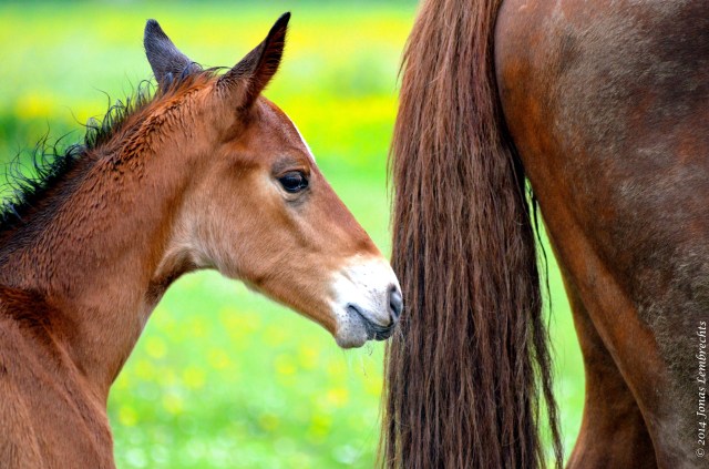 Foal