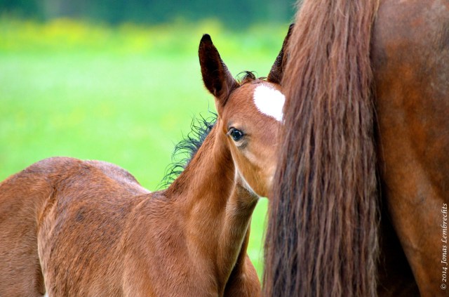 Foal in hiding