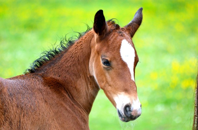 Foal
