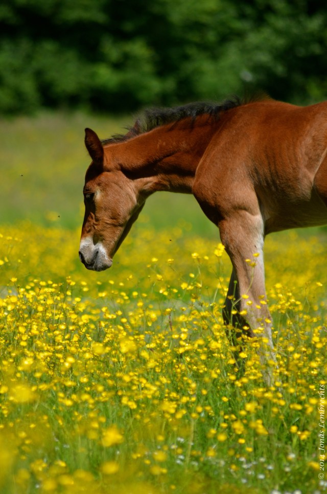 Foal in buttercup field