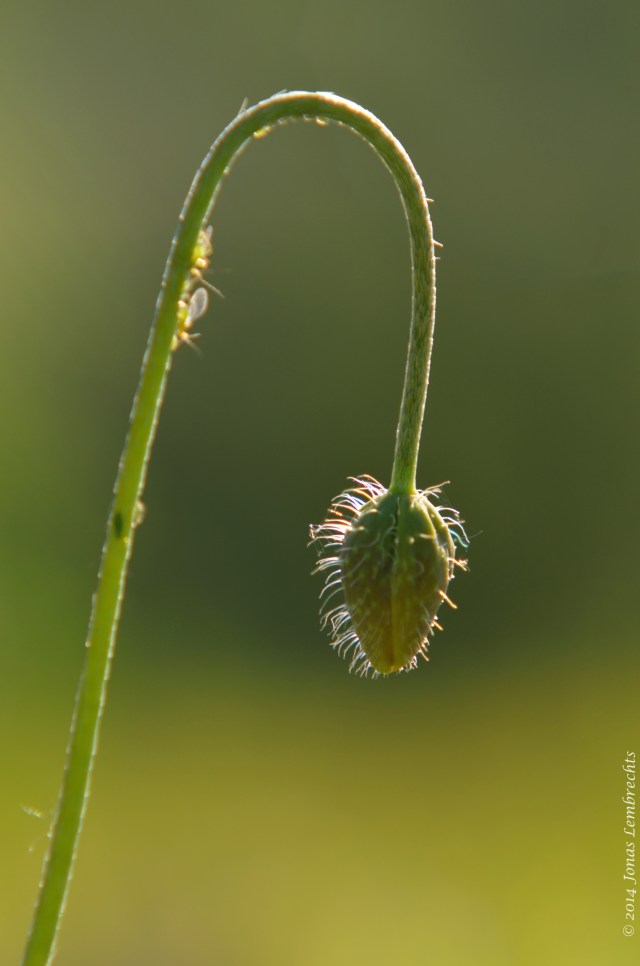 Flower in bud