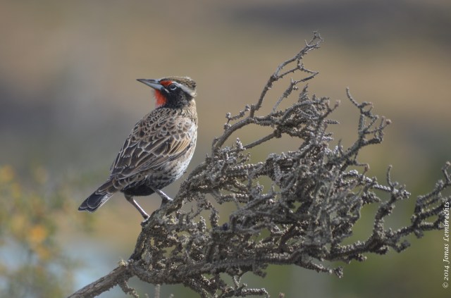 Long-tailed meadowlark