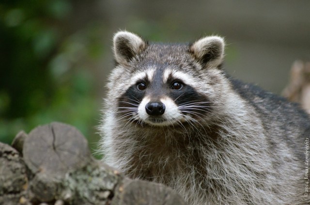 Raccoon