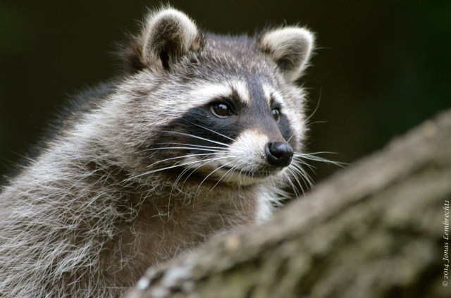 Raccoon close-up