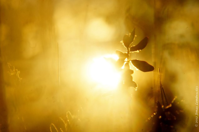 Midsummernight sun in Lapland