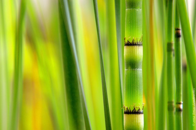 The beautiful detailed view of horsetail