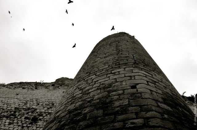 Crows around the tower, Loches