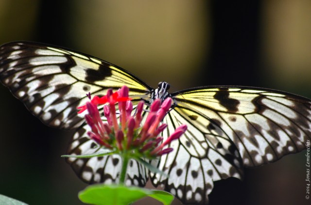 Butterfly garden