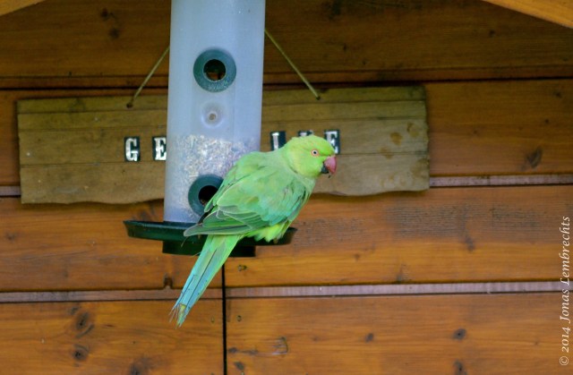 Ring-necked parakeet around Brussels