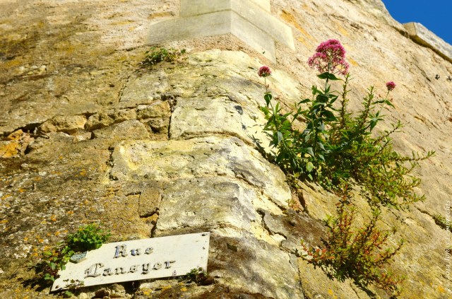 Plant growing on wall