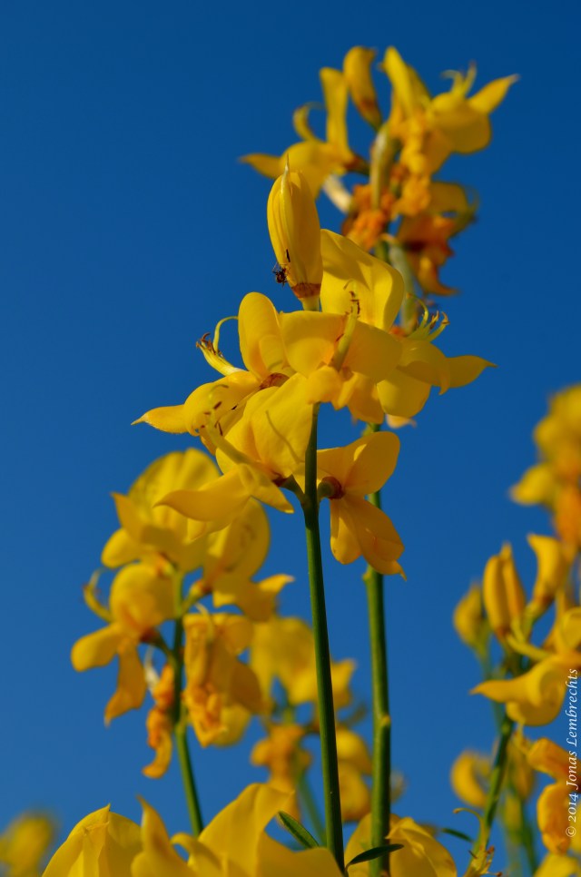 Yellow broom flowers