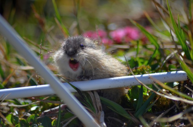 Angry lemming