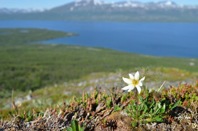 Arctostaphylos above Törneträsk