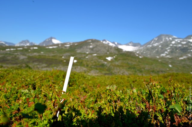 Marking of the plots