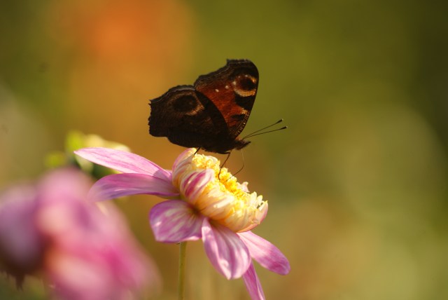 Peacock butterfly