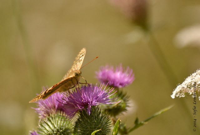 Spain butterfly on thistle