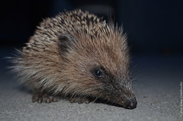 Hedgehog close-up
