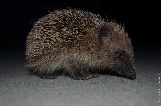 Hedgehog at night
