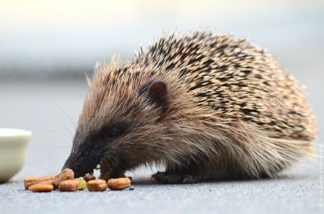 Hedgehog eating